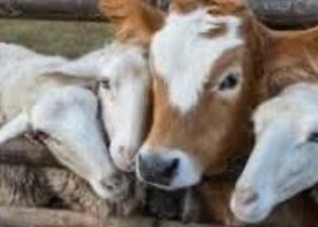 CEDEAO : les acteurs de la santé animale réunis à Lomé pour renforcer la lutte contre les maladies transfrontalières 2 CEDEAO : les acteurs de la santé animale réunis à Lomé pour renforcer la lutte contre les maladies transfrontalières