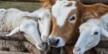 CEDEAO : les acteurs de la santé animale réunis à Lomé pour renforcer la lutte contre les maladies transfrontalières