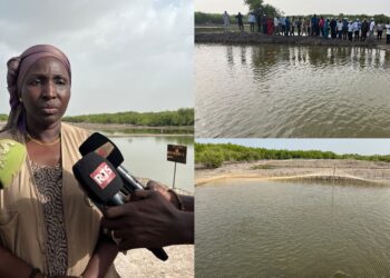 Casamance : Fish4ACP dynamise la filière ostréicole et valorise le travail des femmes