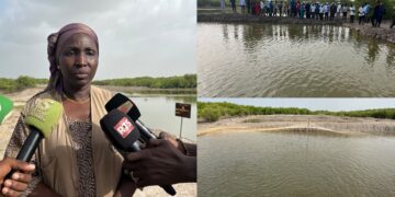 Casamance : Fish4ACP dynamise la filière ostréicole et valorise le travail des femmes