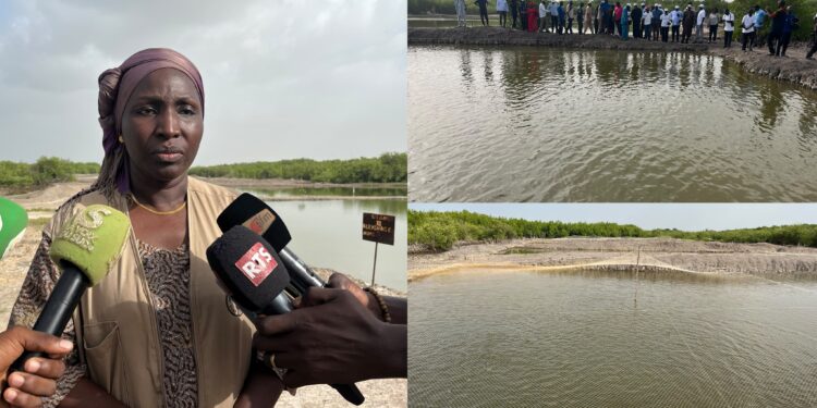 Casamance : Fish4ACP dynamise la filière ostréicole et valorise le travail des femmes